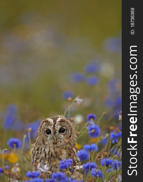 Captive Tawny Owl in a flower filled meadow