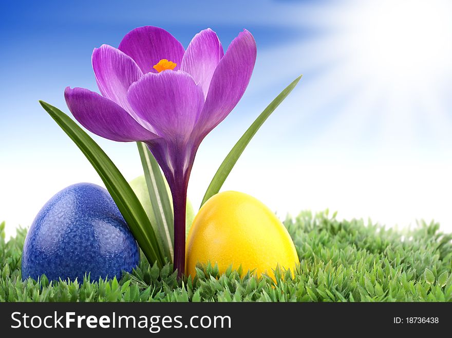 Crocus with easter eggs on meadow. Crocus with easter eggs on meadow