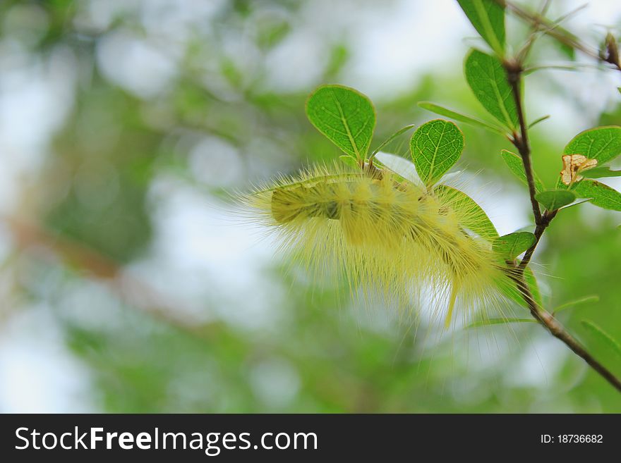 Yellow caterpillar on a branch