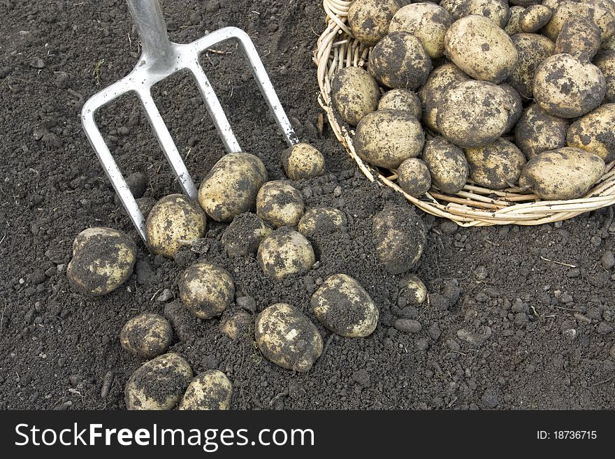 Freshly dug potatoes on basket. Freshly dug potatoes on basket