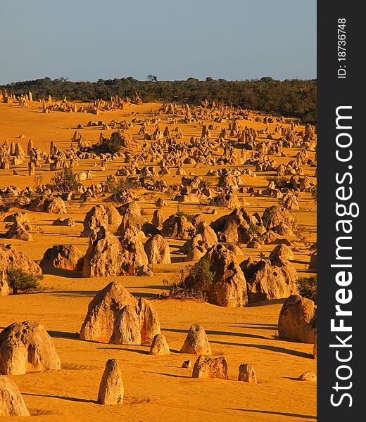 In the Pinnacles Desert, right in the heart of Nambung National Park, thousands of huge limestone pillars rise out of a stark landscape of yellow sand. In places they reach up to three and a half metres tall. Some are jagged, sharp-edged columns, rising to a point; while others resemble tombstones. In the Pinnacles Desert, right in the heart of Nambung National Park, thousands of huge limestone pillars rise out of a stark landscape of yellow sand. In places they reach up to three and a half metres tall. Some are jagged, sharp-edged columns, rising to a point; while others resemble tombstones.