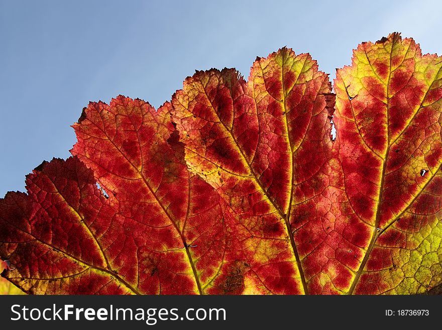 Colorful red Autumn leaf and sky. Colorful red Autumn leaf and sky