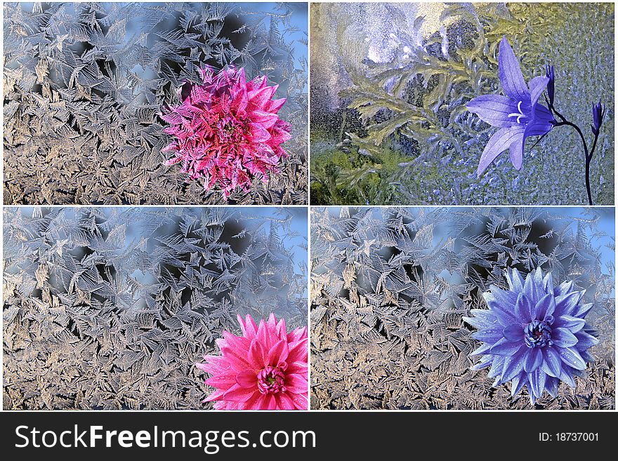 Blue and red flowerses on ice background