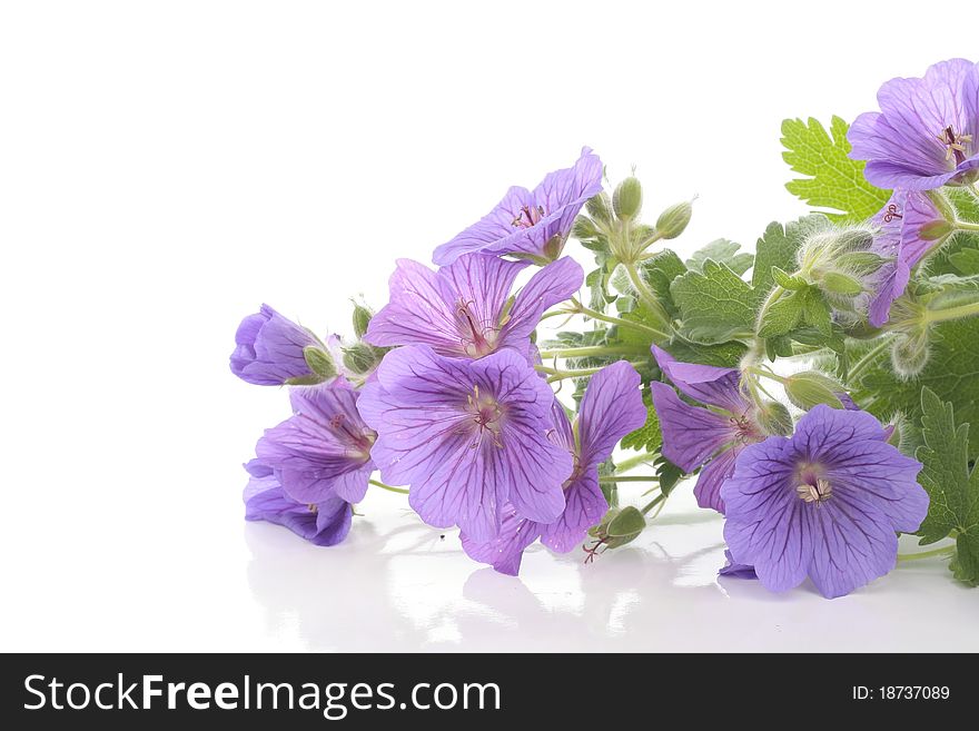 Violet Flowers Over White