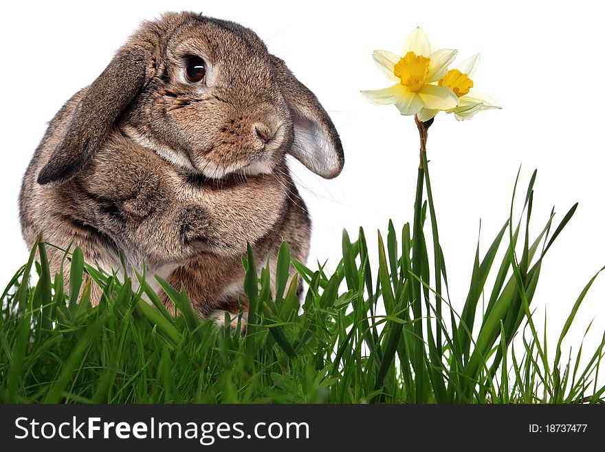 Adorable rabbit in green grass