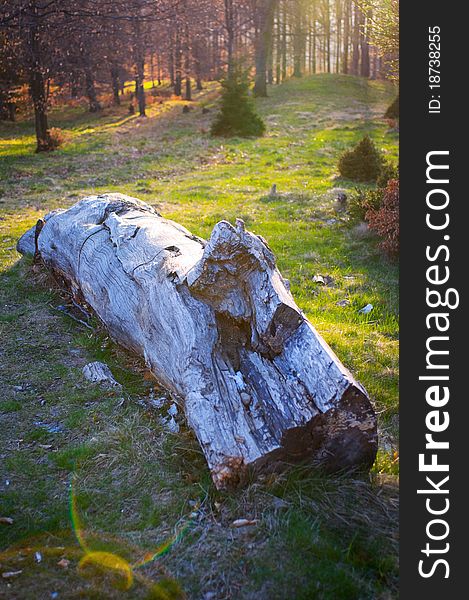 Abandoned log in the forest