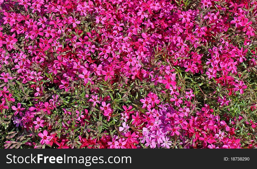 Background of a small red flowers in a garden