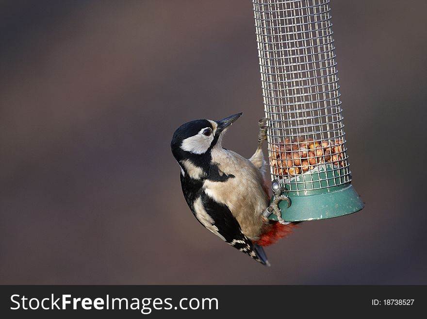 Great Spotted Woodpecker feeding on a container of peanuts facing right.