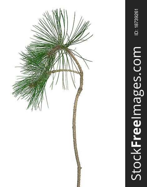 Pine Twig