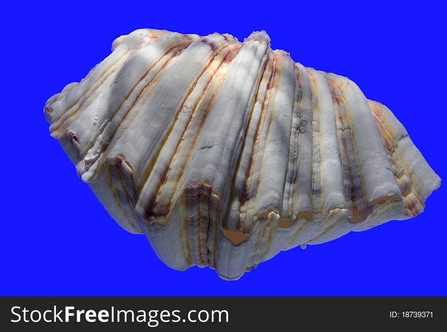 shell isolated on blue background. shell isolated on blue background