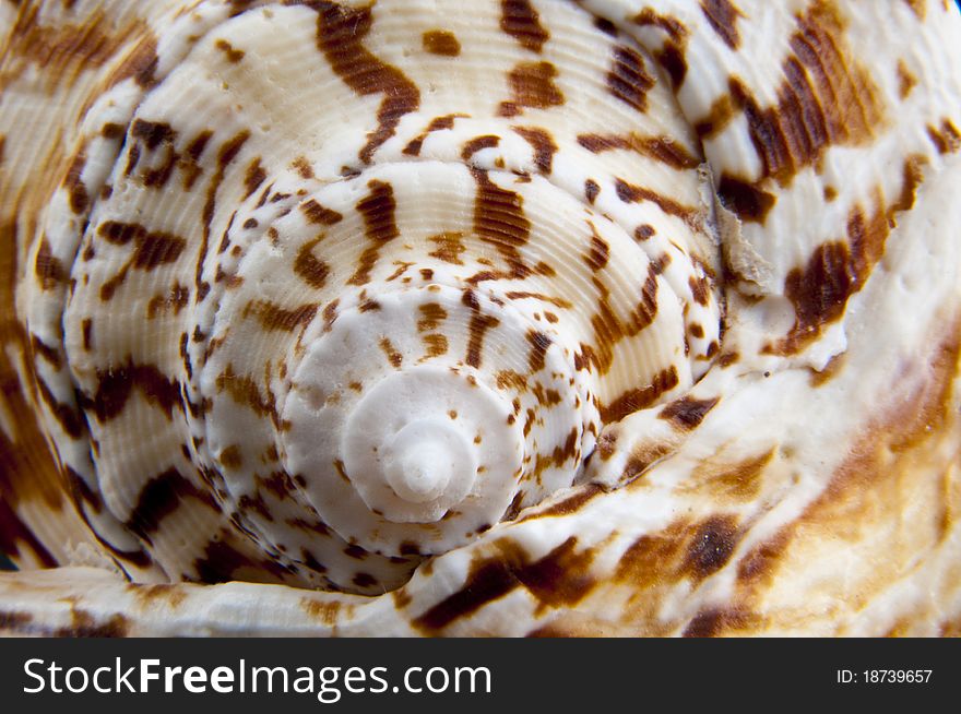 Shell texture