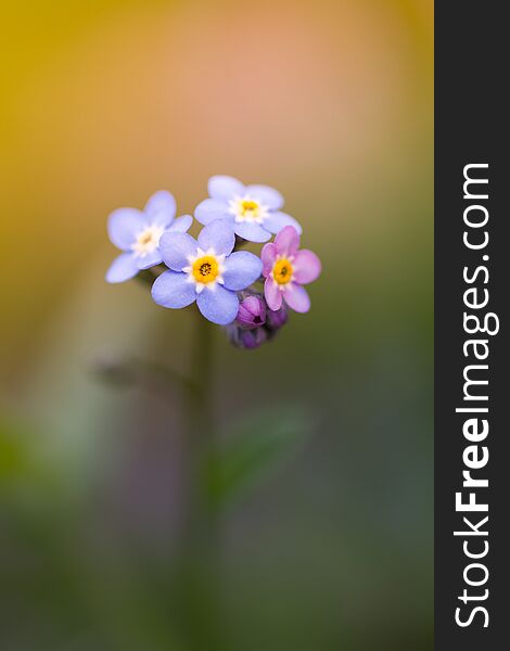 Little Purple Flowers Against A Soft Background