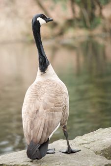 Canada Goose Royalty Free Stock Image