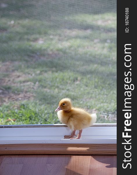 Little newborn yellow pet duck. Little newborn yellow pet duck