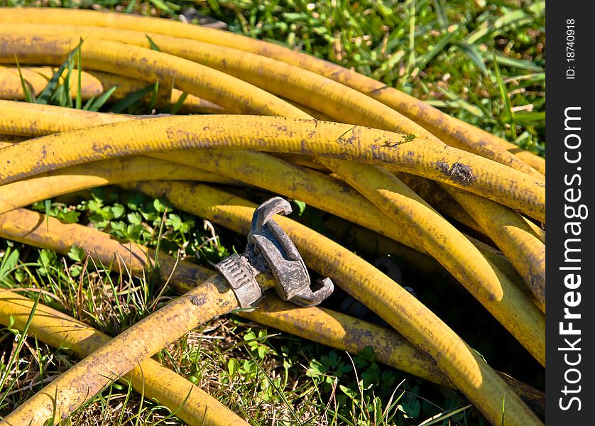A yellow hose lying in grass
