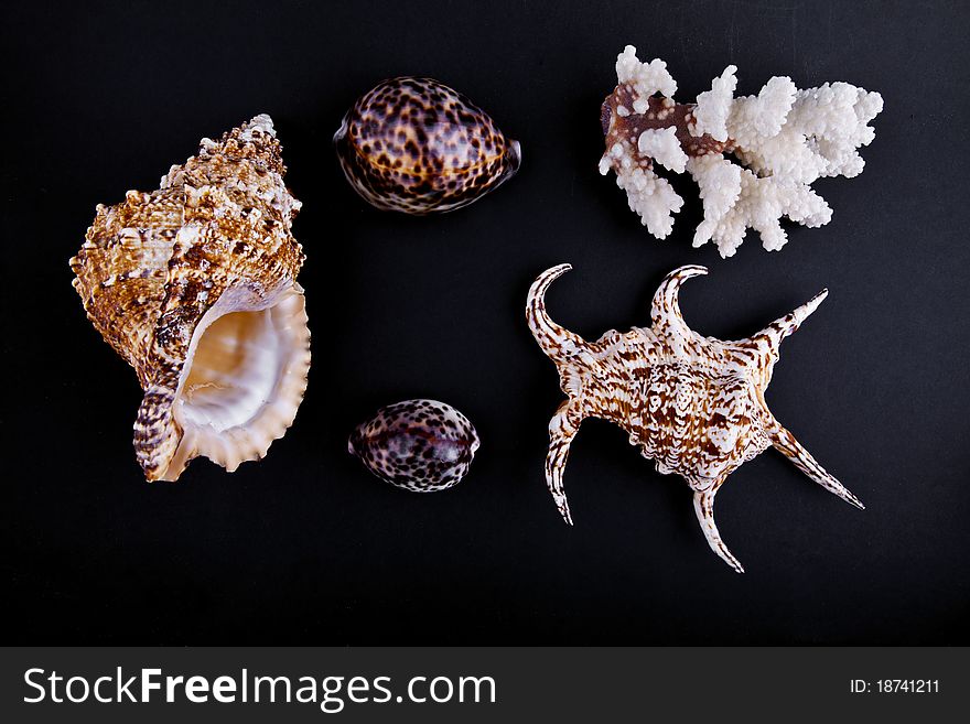 Shells and coral on a black background