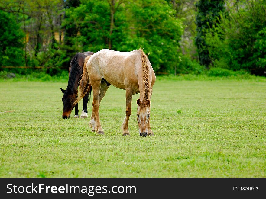 Horses to the pasture in the grassland