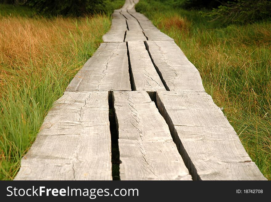 Plant sidewalk in a moorland. Plant sidewalk in a moorland