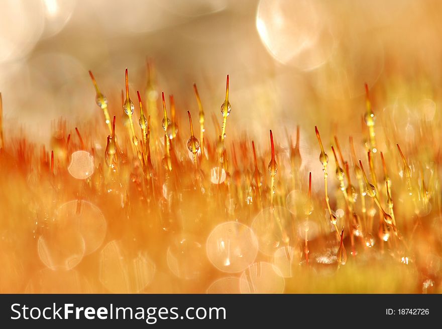 Water drops shinning in the morning moss. Water drops shinning in the morning moss