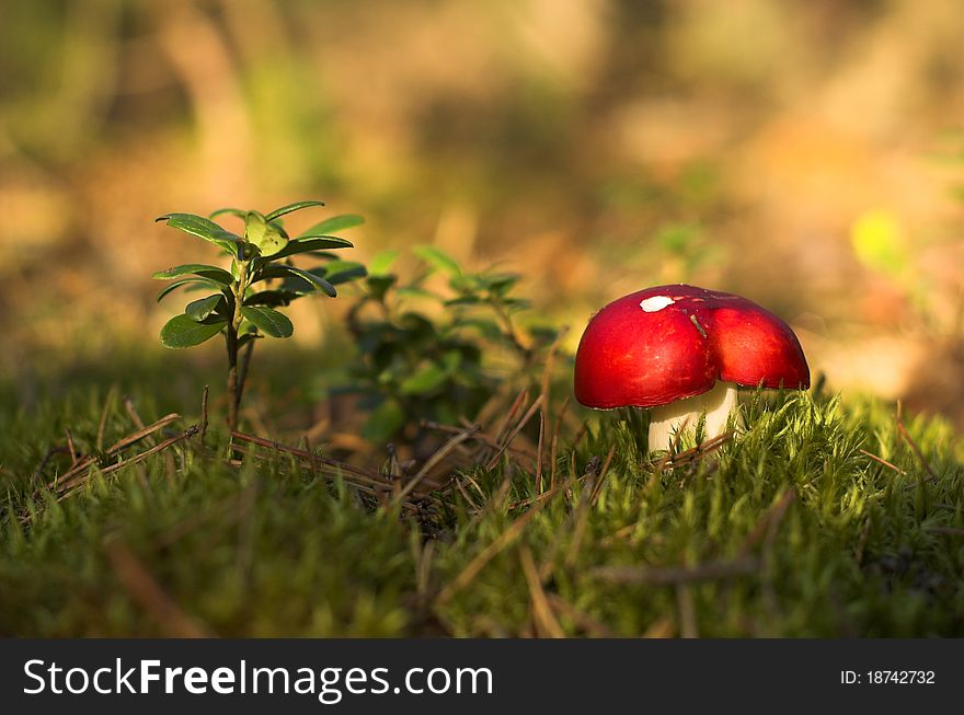Red russula sitting on moss
