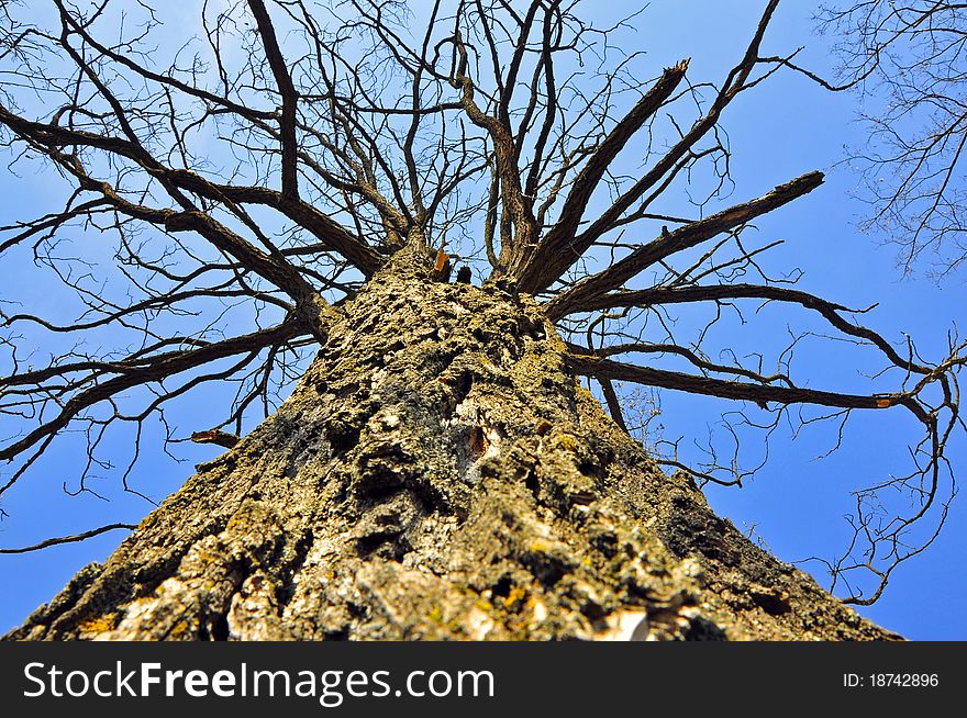 Sky Branches