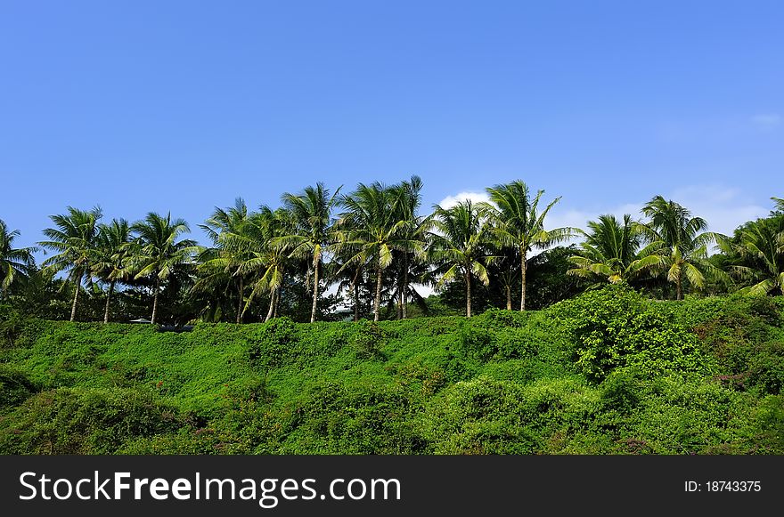 In China have a beautiful sanya unique coconut treern. In China have a beautiful sanya unique coconut treern