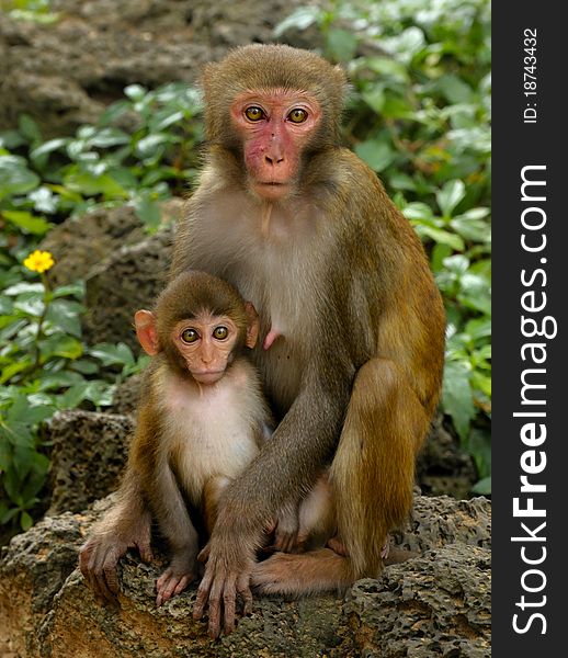 Monkey mother and child sitting on his stone. Monkey mother and child sitting on his stone
