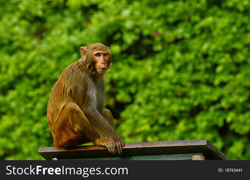 A cute brown macaques sitting in the green plant