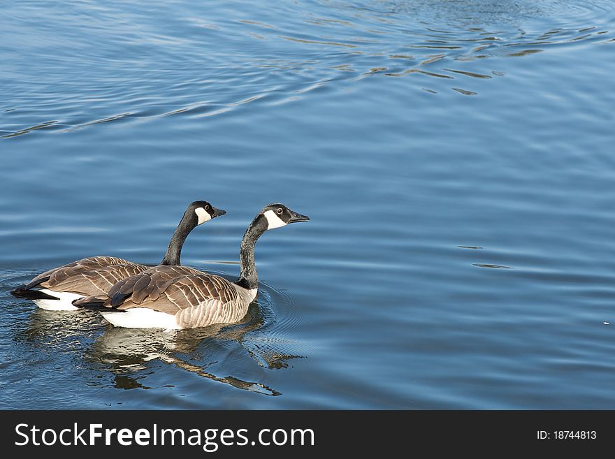 Photo of a Canada goose pair on the water