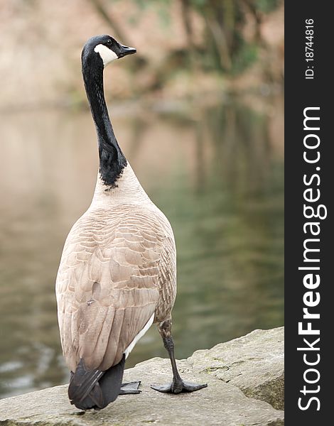 Photo of a Canada goose in the park