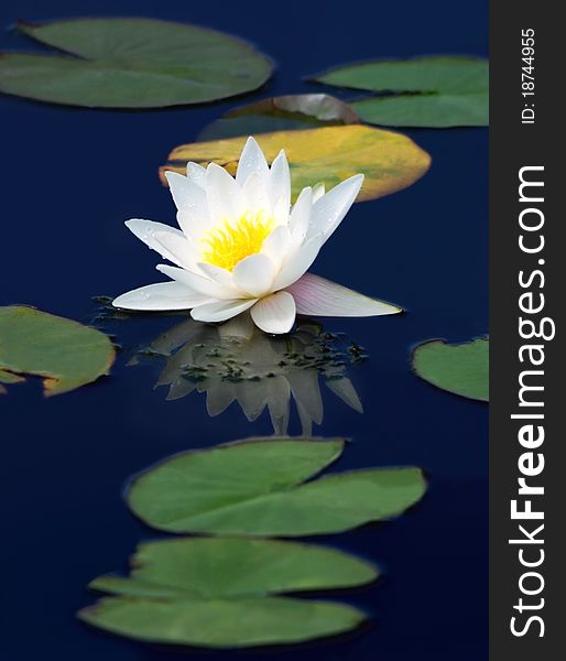 White water-lily with drops of morning dew on the blue surface of the pond. White water-lily with drops of morning dew on the blue surface of the pond