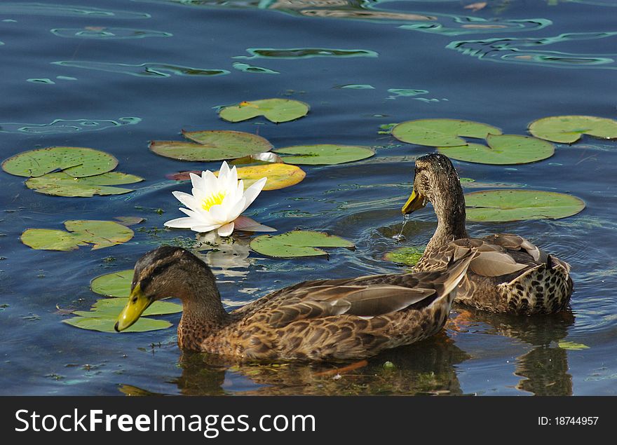 A two duck swim among water lilies. A two duck swim among water lilies