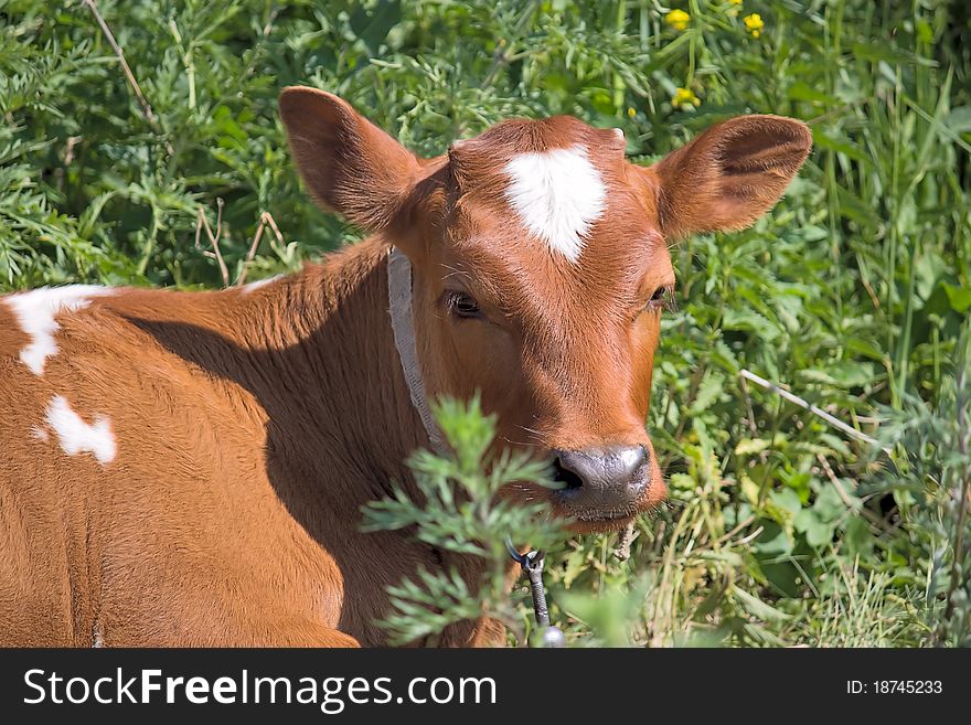 Portrait of  young calf on background of green grass.