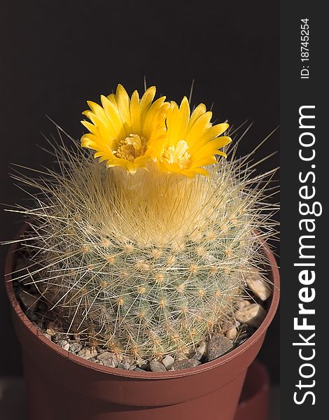 Cactus with blossoms on dark background ( Parodia ). Cactus with blossoms on dark background ( Parodia ).