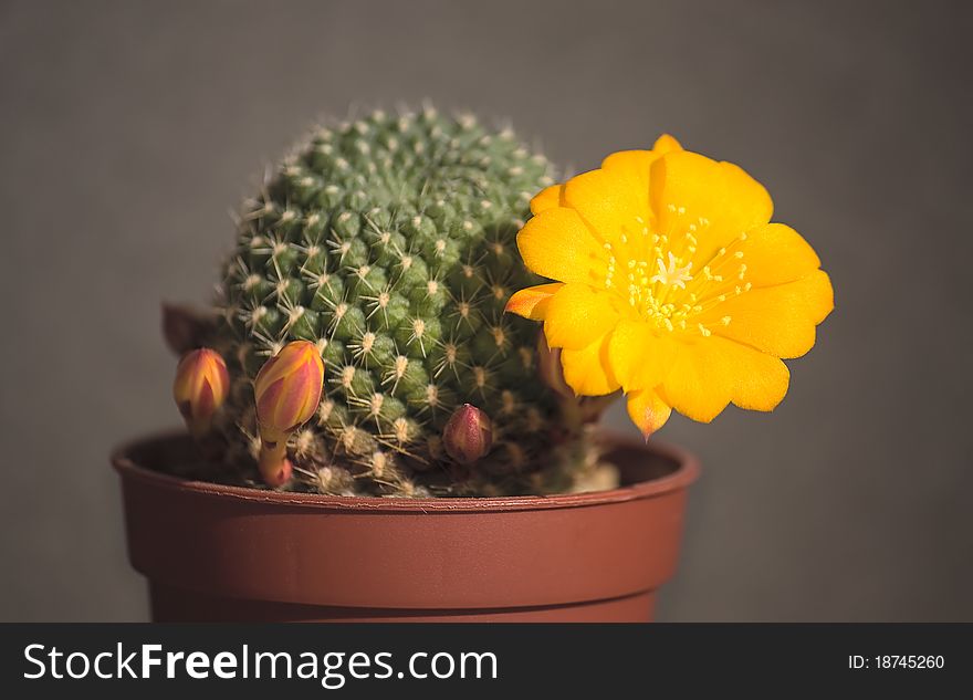 Blooming cactus on dark background ( Rebutia).Image with shallow depth of field.