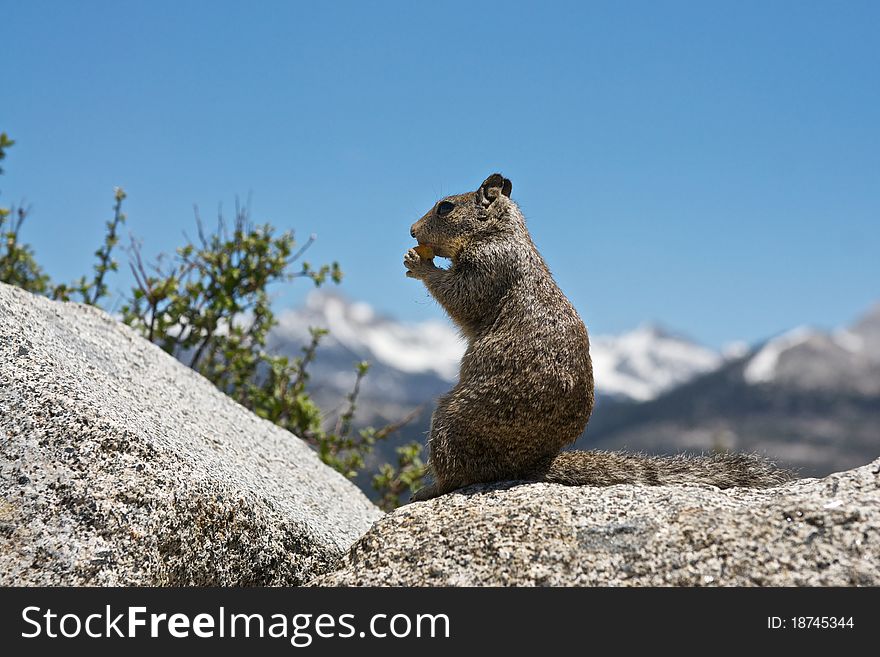 A chipmunk enjoys lunch on the rocks in Yosemite National Park. A chipmunk enjoys lunch on the rocks in Yosemite National Park.