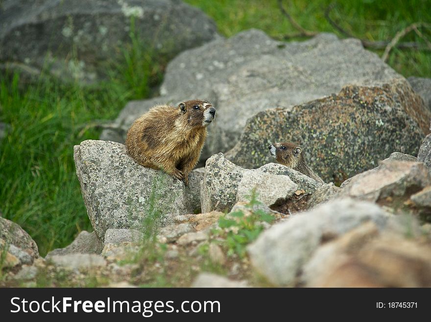 A Marmot comes out to inspect the visitors to his rocky home. A Marmot comes out to inspect the visitors to his rocky home.