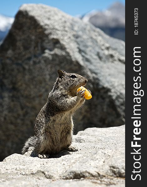 A squirrel in Yosemite National Park enjoys snacking on a cheese puff stolen from the tourists. A squirrel in Yosemite National Park enjoys snacking on a cheese puff stolen from the tourists.