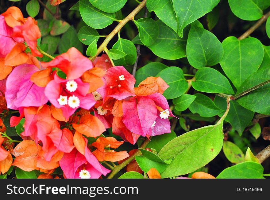 The bougainvillea flower to decorate the home and garden