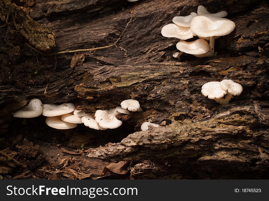 Group of mushroom in nature