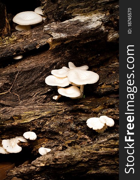 Group of mushroom in nature