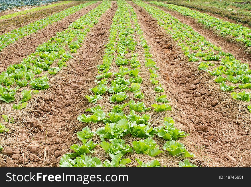 The green lettuce farm in the row