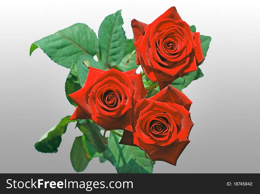 Bouquet of roses