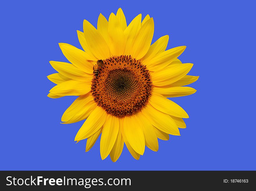 Sunflower with bee on blue background