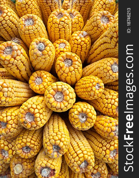 Freshly harvested yellow corn closeup. Freshly harvested yellow corn closeup