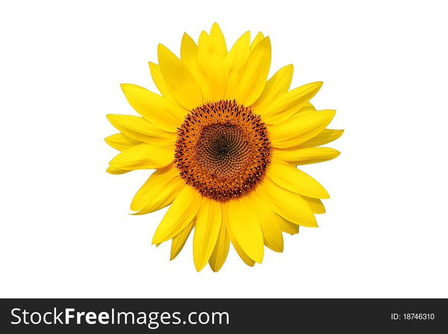 Beautiful Sunflower on white background