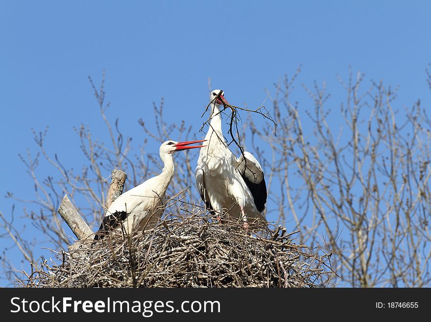 Details of a white stork under a blue sky