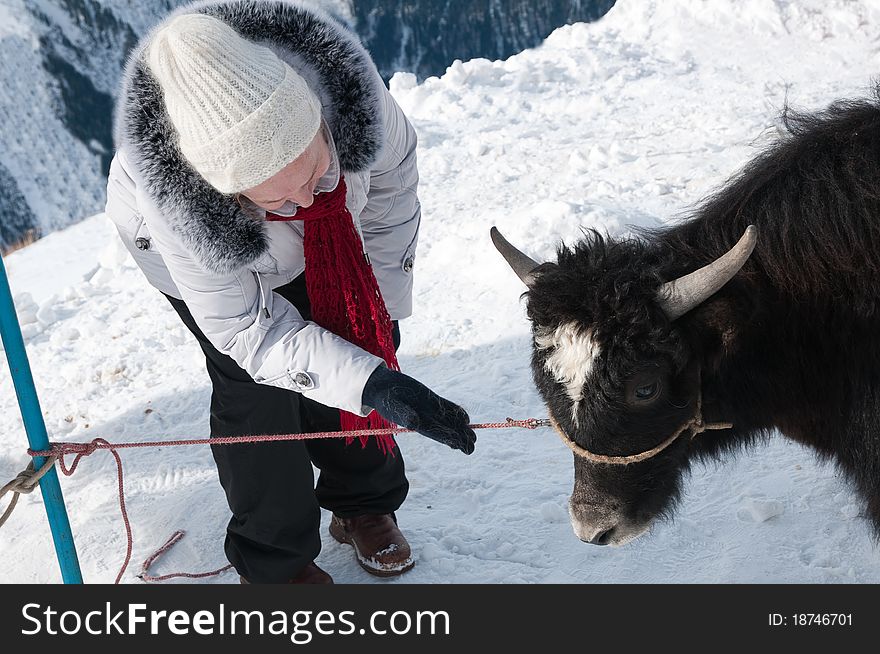 The woman holds a house pack animal a yak. The woman holds a house pack animal a yak.