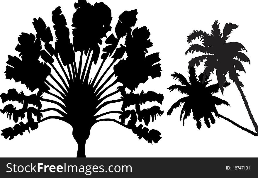 Two Exotic Palmtree Black Silhouettes. Two Exotic Palmtree Black Silhouettes