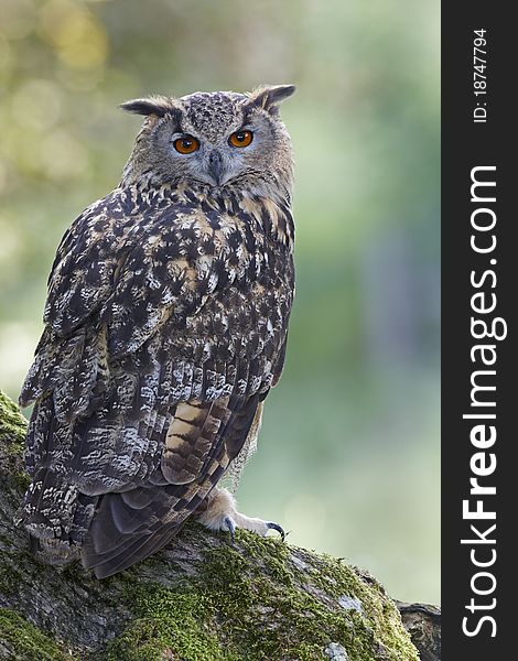 A captive Eagle Owl looking over its sholder perched on a tree stump